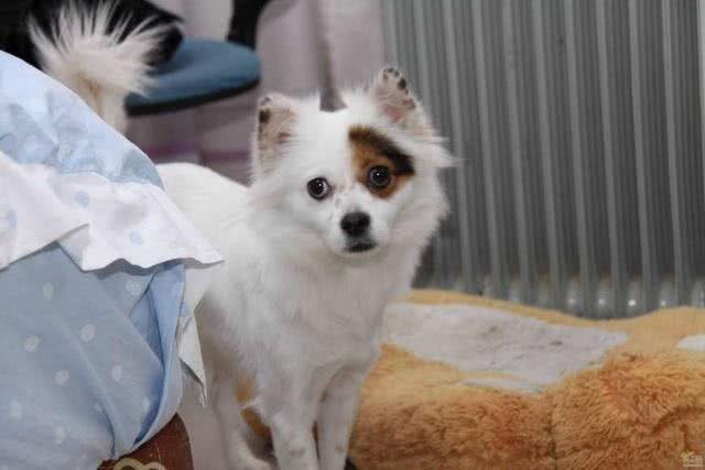请不要叫它们土狗，请叫它们中华田园犬!