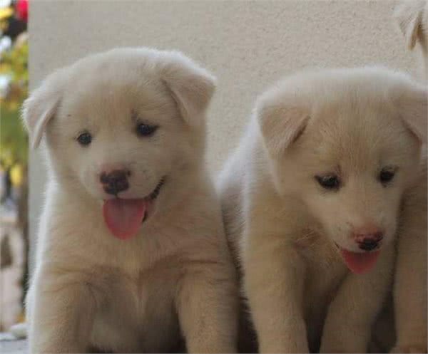 请不要叫它们土狗，请叫它们中华田园犬!