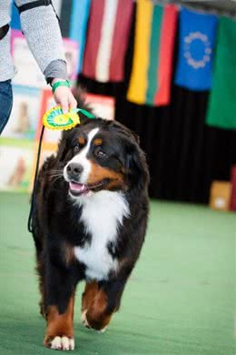 这只大型犬，居然能当孩子的保姆?