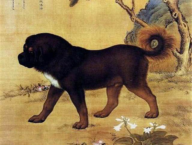 你心目中的国犬是什么?