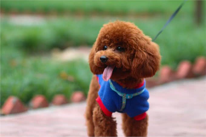 你了解泰迪犬的起源吗?泰迪的种类有多少?你真正了解你的爱宠吗