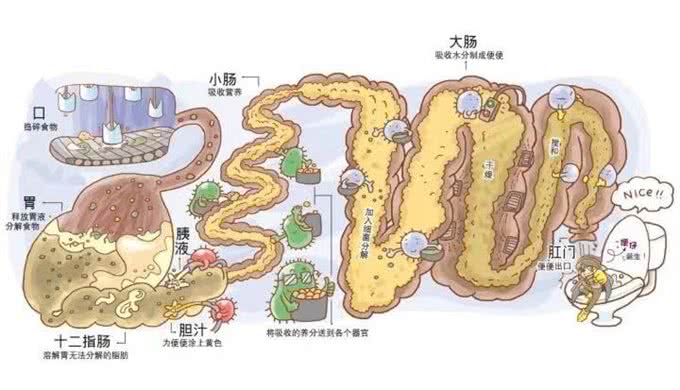 为什么人类觉得生物拉出来的排泄物是臭的?狗也这么认为吗?