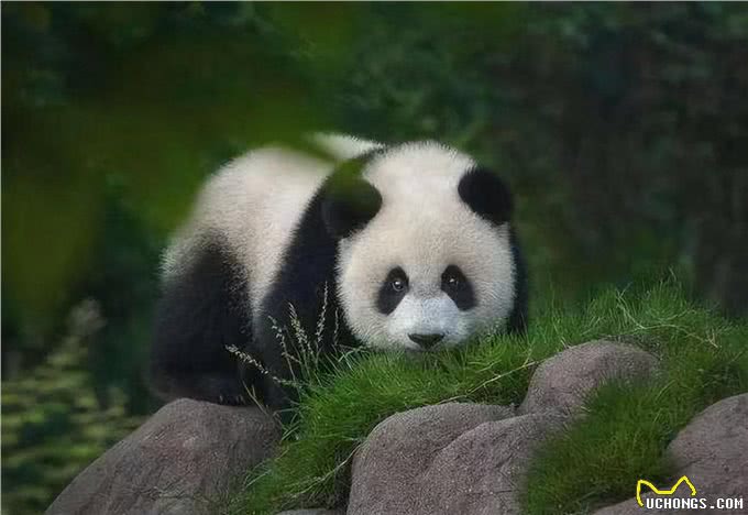 为什么人类觉得生物拉出来的排泄物是臭的?狗也这么认为吗?