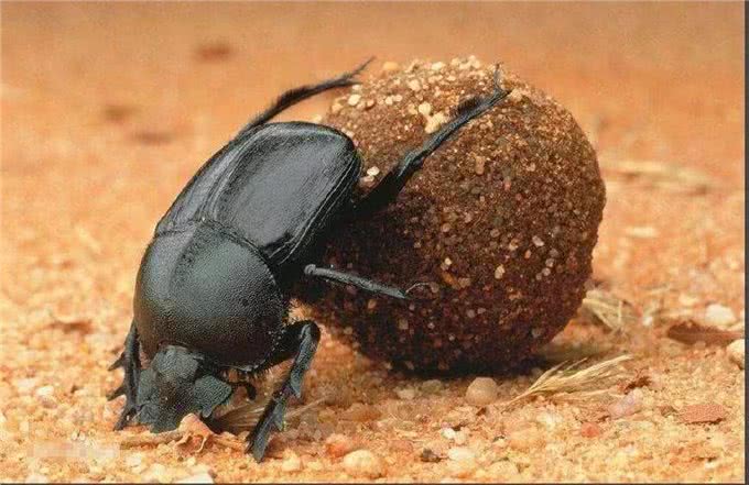 为什么人类觉得生物拉出来的排泄物是臭的?狗也这么认为吗?