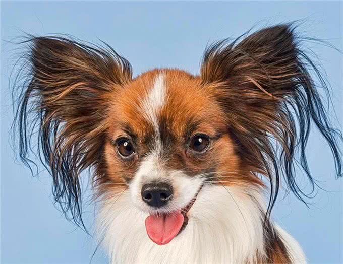 世界名犬—蝴蝶犬（蝶耳犬、巴比伦犬）玩具犬类