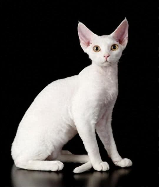 德文卷毛猫(DevonRex)