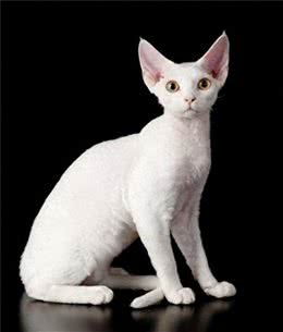 德文卷毛猫(DevonRex)