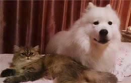 狗狗过敏是件非常麻烦的事情，那么平时应该怎样注意呢?