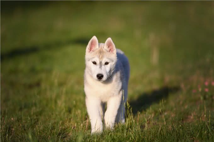 似狼非狼的西伯利亚雪橇犬,哈士奇为什么叫二哈?
