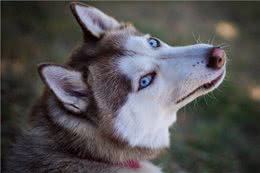 似狼非狼的西伯利亚雪橇犬，哈士奇为什么叫二哈?