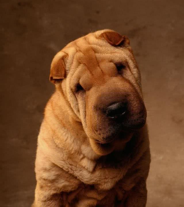 中国第一斗狗—中国沙皮犬