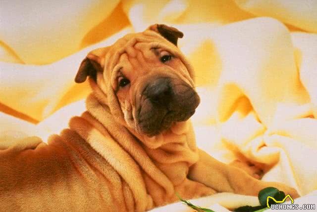 中国第一斗狗—中国沙皮犬