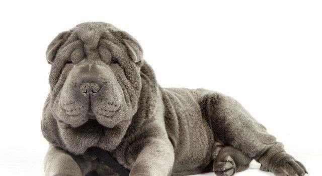 中国第一斗狗—中国沙皮犬