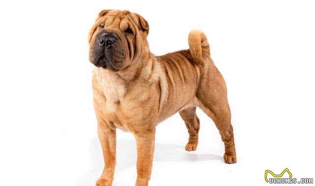 中国第一斗狗—中国沙皮犬