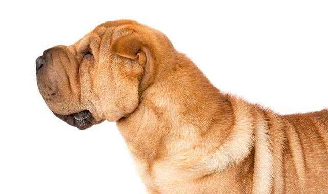 中国第一斗狗—中国沙皮犬