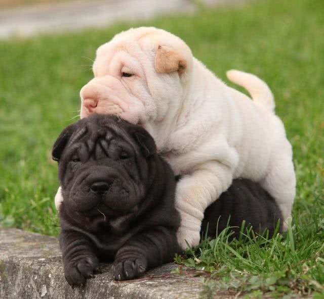 中国第一斗狗—中国沙皮犬