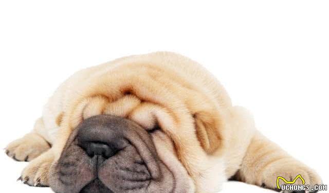 中国第一斗狗—中国沙皮犬