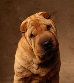 中国第一斗狗—中国沙皮犬