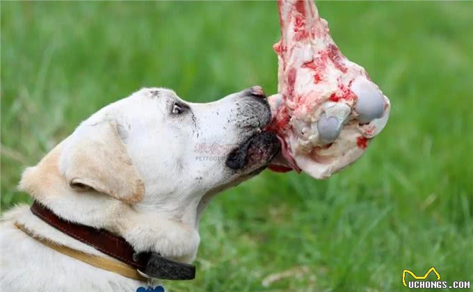 犬粮之谜：生食、自制还是干粮?一场关乎爱犬生死的悬疑抉择
