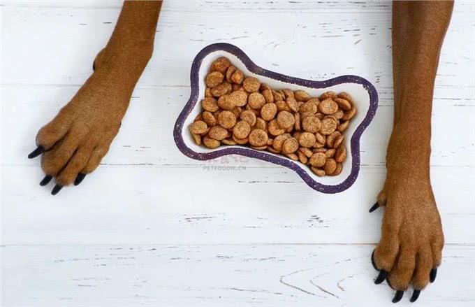 犬粮之谜：生食、自制还是干粮?一场关乎爱犬生死的悬疑抉择