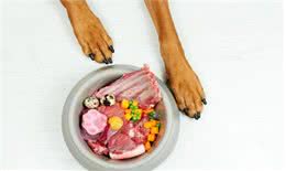 犬粮之谜：生食、自制还是干粮?一场关乎爱犬生死的悬疑抉择