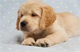 苹儿家的：小狗