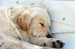 没必要买狗窝，这6个地方，才是狗狗最爱睡觉的地点