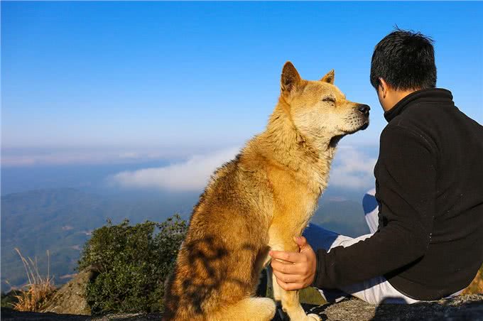 相狗经:老祖宗教你挑选狗狗!