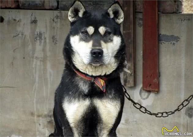 不瞒你说，这5种狗狗是真的忠心耿耿