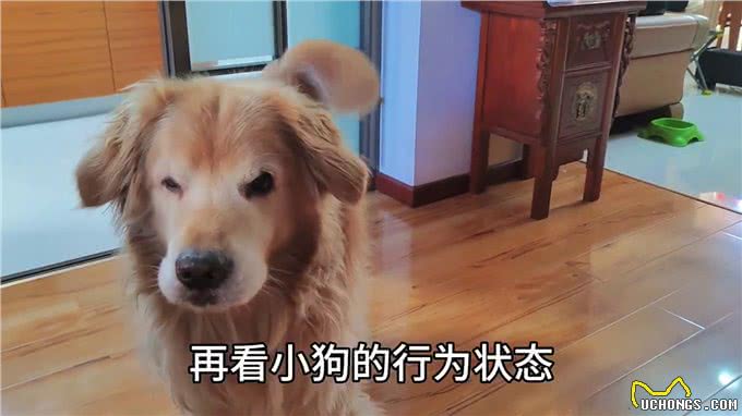 如何选择一只适合你的狗狗—不养狗不知道养狗的乐趣