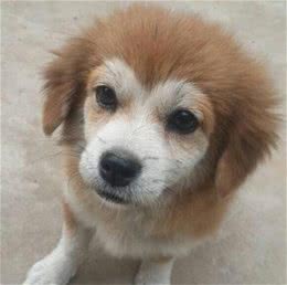 买了只狗狗，网友看后笑喷，这面相也没谁了，这是刚挖煤回来吧!