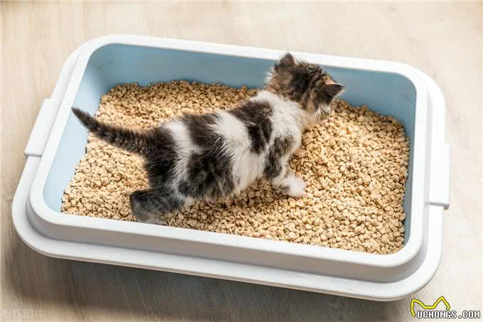 铲屎官别上当!豪华猫窝不如纸箱?揭秘养猫智商税!