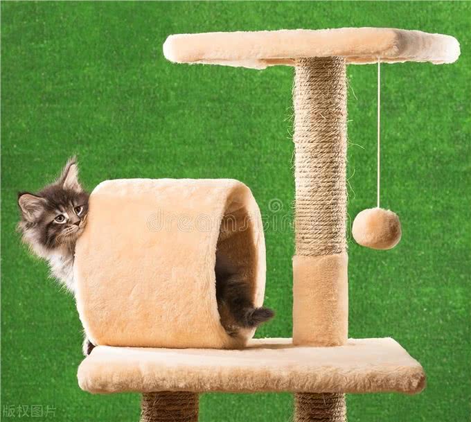 铲屎官别上当!豪华猫窝不如纸箱?揭秘养猫智商税!