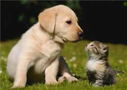 狗和猫的消化系统以及营养需求区别