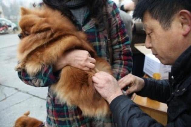 辟谣，狗狗并不需要每年接种疫苗，且昂贵犬八联与六联相差无几!