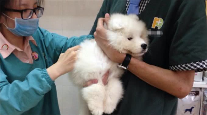 辟谣，狗狗并不需要每年接种疫苗，且昂贵犬八联与六联相差无几!