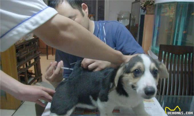 辟谣，狗狗并不需要每年接种疫苗，且昂贵犬八联与六联相差无几!
