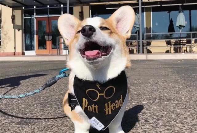 辟谣，狗狗并不需要每年接种疫苗，且昂贵犬八联与六联相差无几!