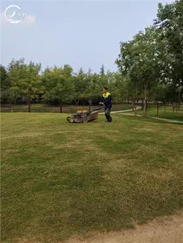 狗牙根草坪秋季如何延长绿期?三种方法很简单!