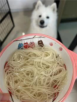 真的很伤狗第三件事遛狗方式