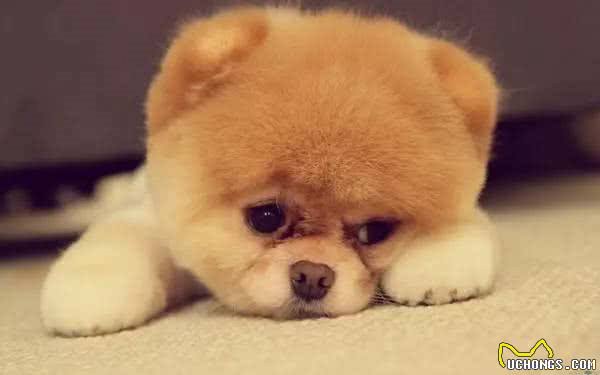 当心!狗狗也会得抑郁症!这几点要多加注意!