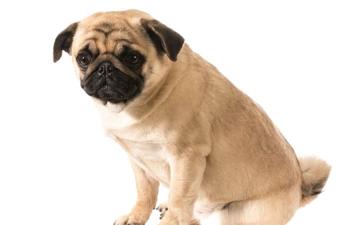 巴哥犬怕冷吗，冬天怎么办?做到这三点，给巴哥犬一个温暖的冬天