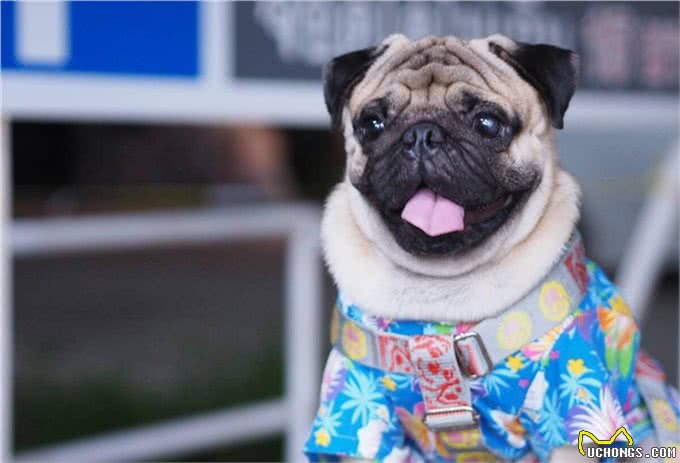 巴哥犬怕冷吗，冬天怎么办?做到这三点，给巴哥犬一个温暖的冬天