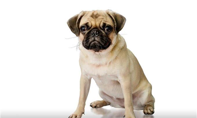 巴哥犬怕冷吗，冬天怎么办?做到这三点，给巴哥犬一个温暖的冬天