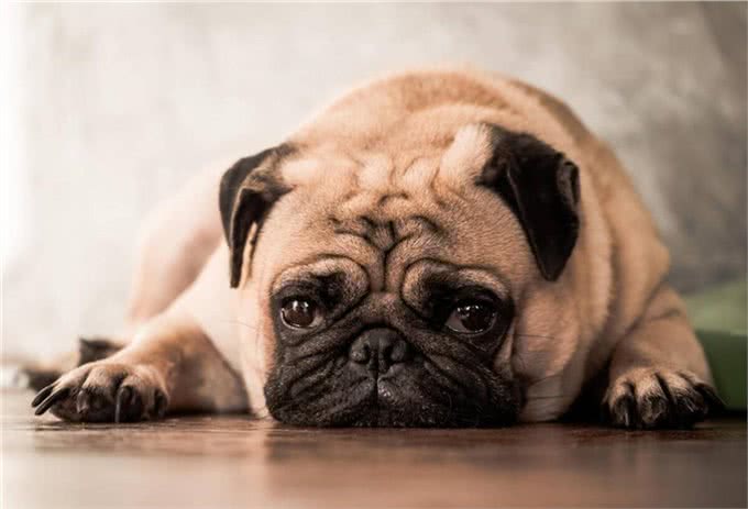 巴哥犬怕冷吗，冬天怎么办?做到这三点，给巴哥犬一个温暖的冬天