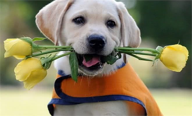 聪明的拉布拉多不仅通人性还是好助手,怎样训练它送东西的本领呢