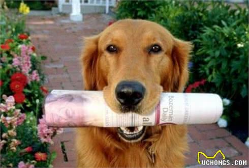 聪明的拉布拉多不仅通人性还是好助手,怎样训练它送东西的本领呢