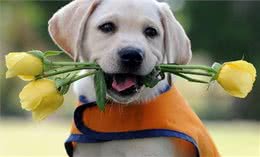 聪明的拉布拉多不仅通人性还是好助手，怎样训练它送东西的本领呢