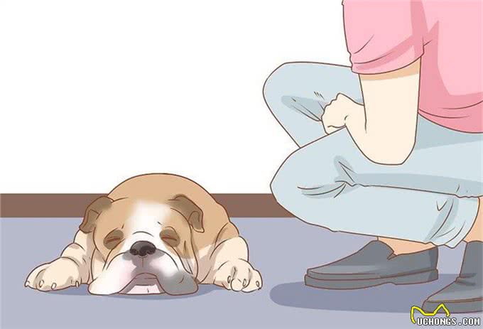 科普：如何鉴别宠物抑郁，宠物抑郁该怎么办?看小苏给您细细道来