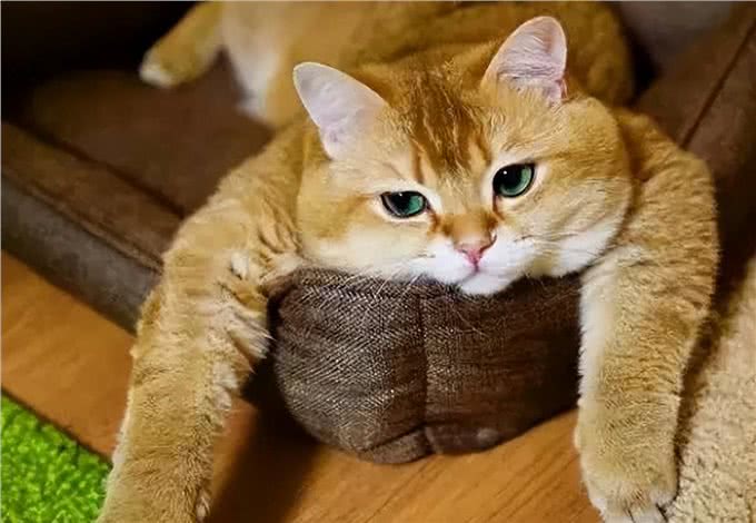 犬细小和猫细小病毒是一样的吗?犬猫之间能互相感染吗?